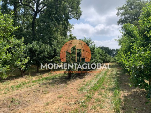 Terreno com Pomar – Paraduça, Moimenta da Beira