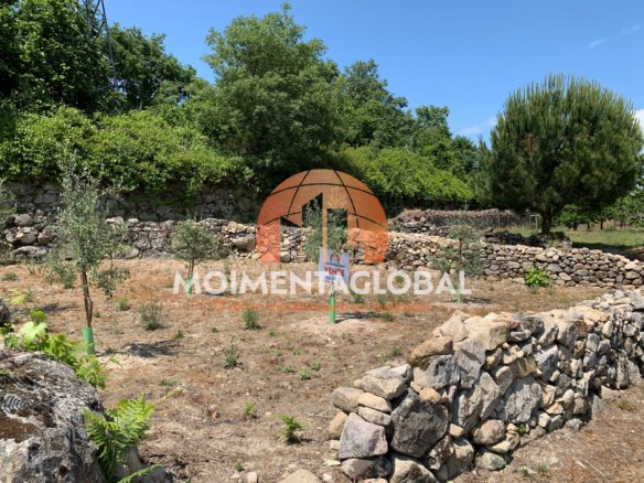 Terreno com Olival – Paraduça, Moimenta da Beira